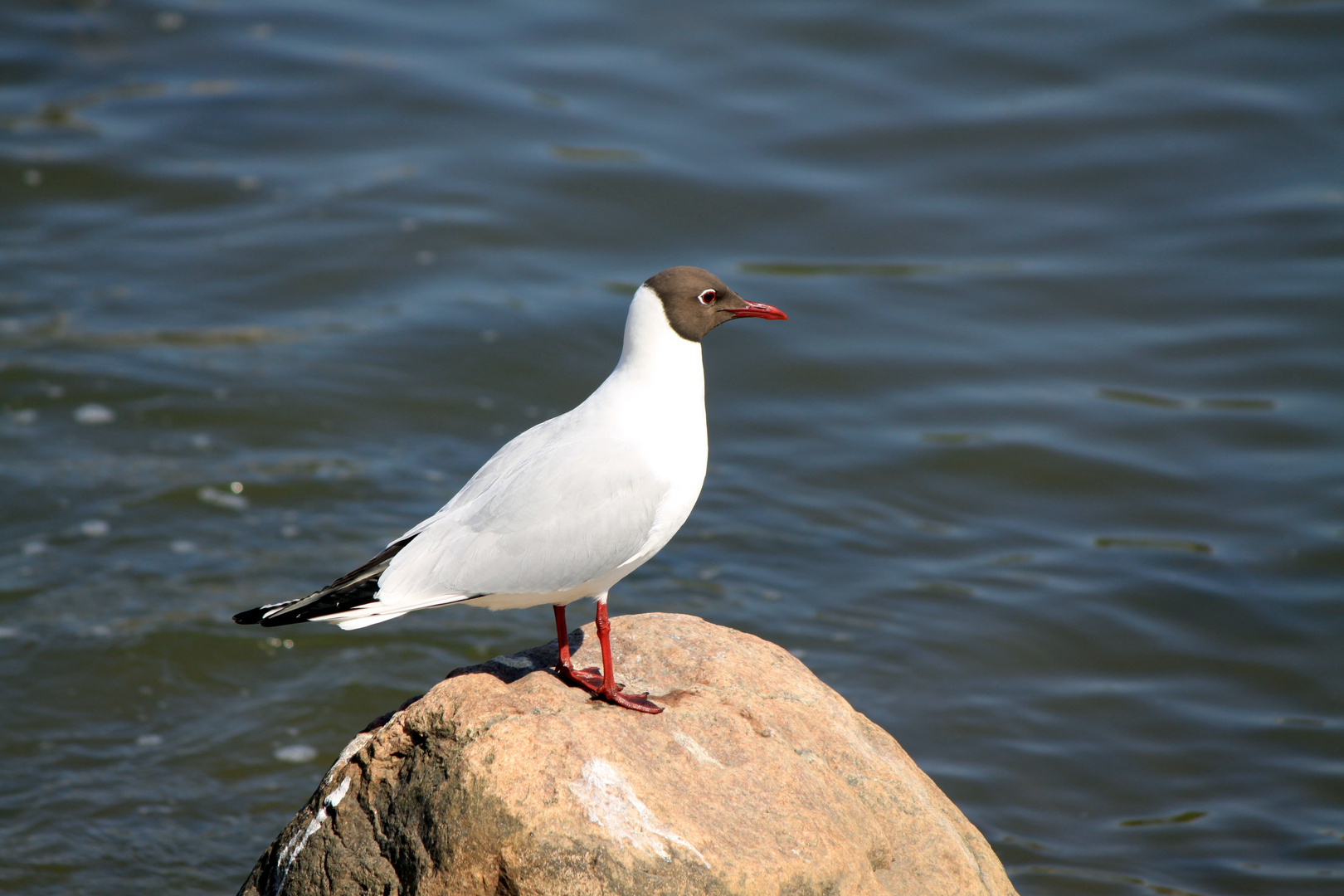 Möwe am Töölönlahti in Helsinki, Finnland