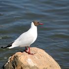 Möwe am Töölönlahti in Helsinki, Finnland