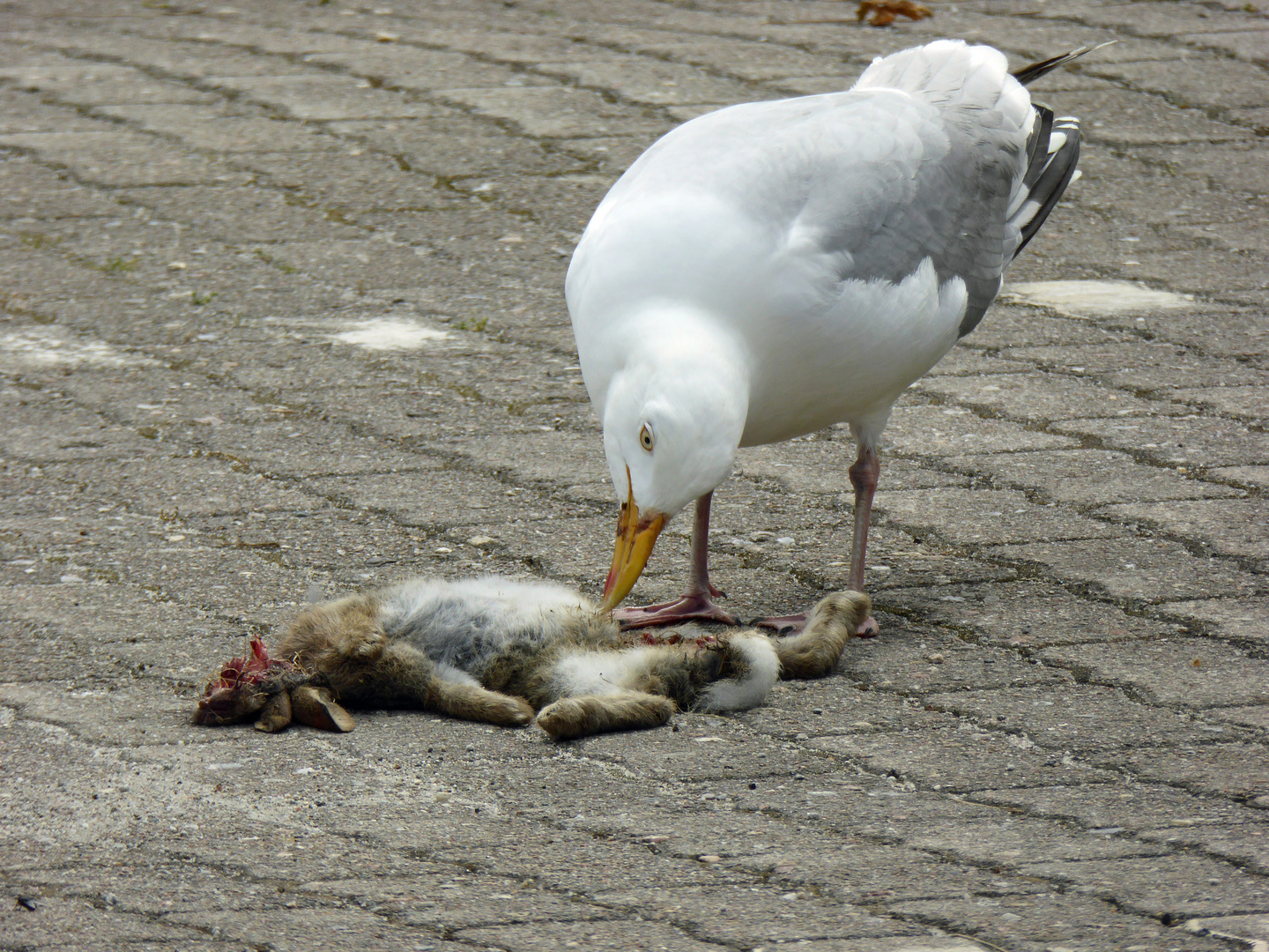 Möwe am toten Kaninchenjungem