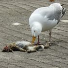 Möwe am toten Kaninchenjungem