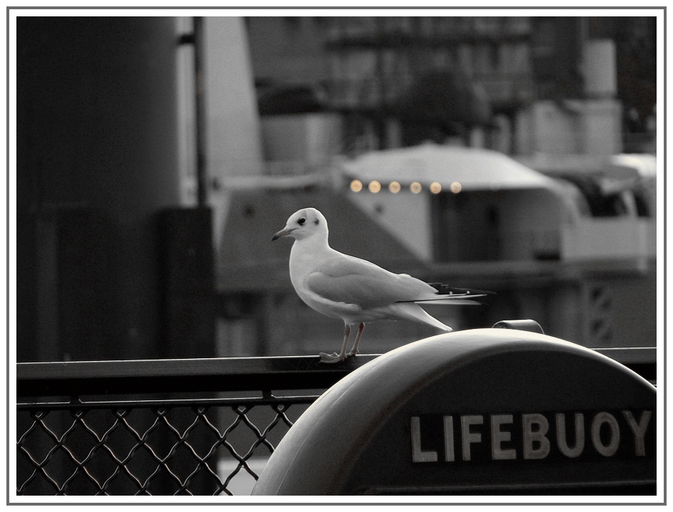 Möwe am Tower Millenium Pier (London)