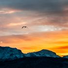 Möwe am Traunsee