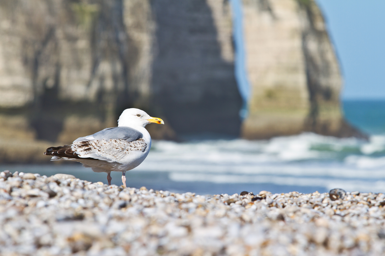 Möwe am Étretat