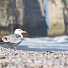 Möwe am Étretat