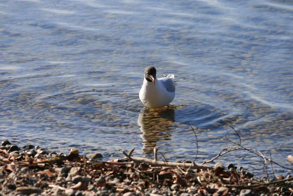 Möwe am Ufer