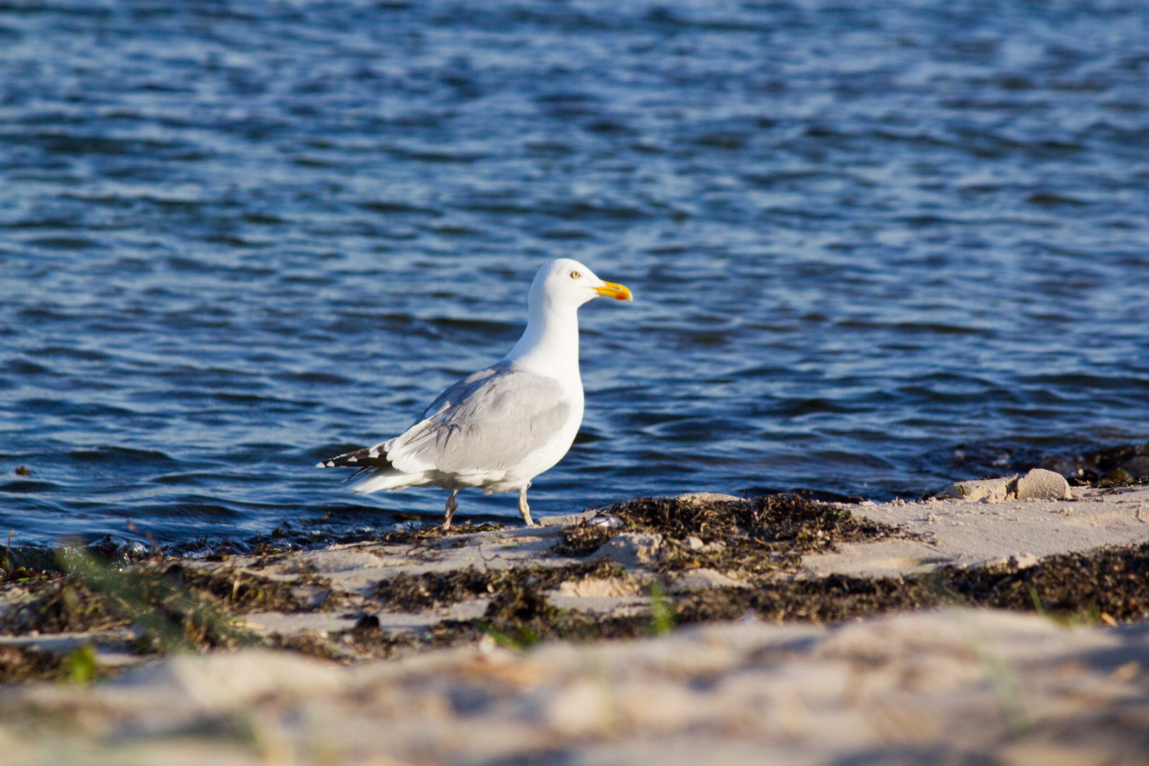 Möwe am Wasser