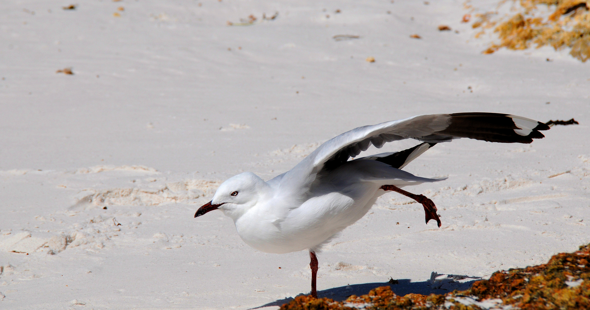 Möwe am weißen Strand der Little Beach 