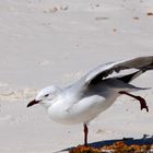 Möwe am weißen Strand der Little Beach 