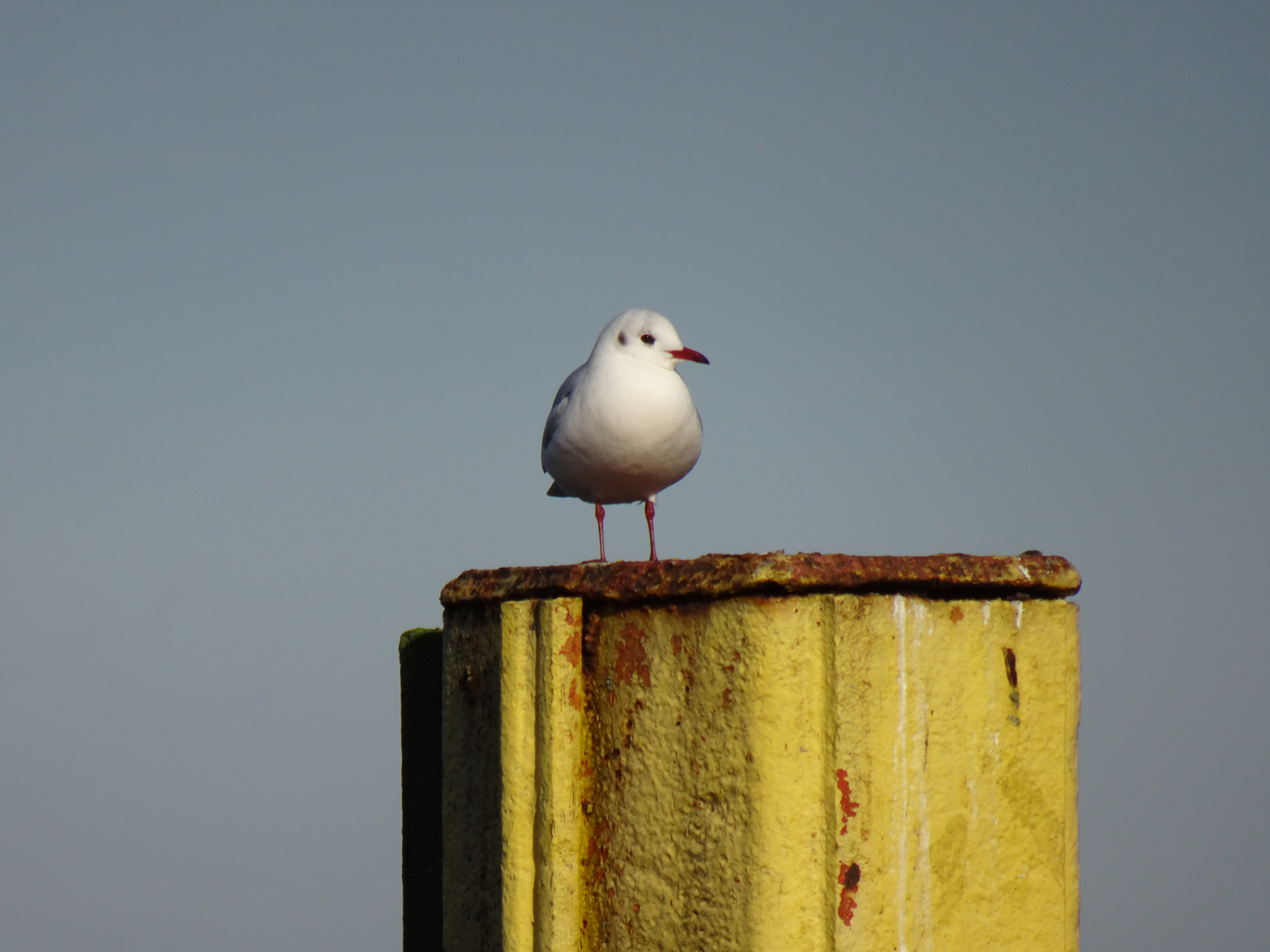 Möwe am Werbellinsee