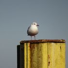 Möwe am Werbellinsee