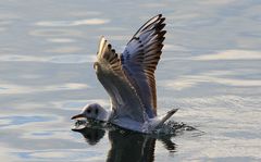 Möwe am Wörthersee