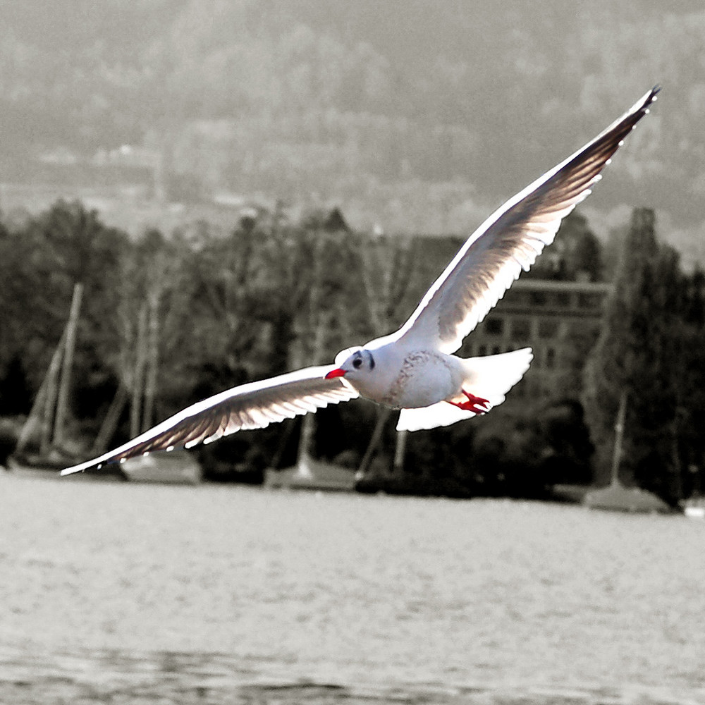 möwe am zürichsee