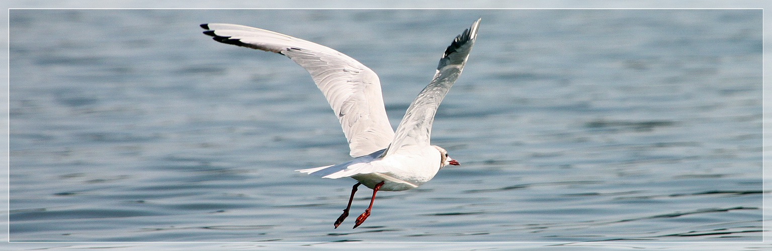 --Möwe am Zwischenahner Meer --