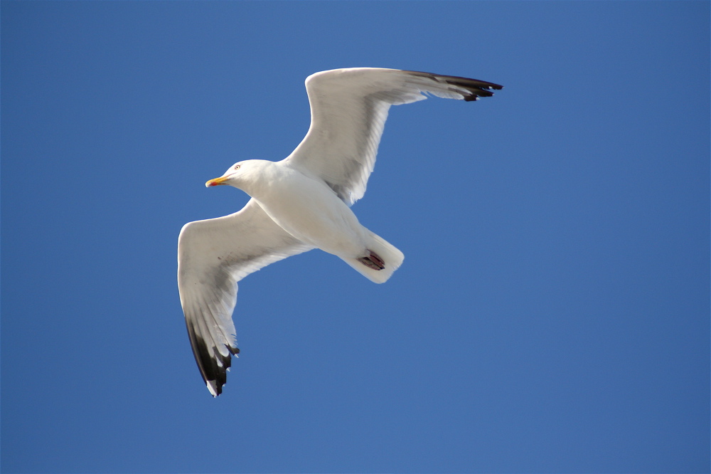 Möwe an blauem Himmel