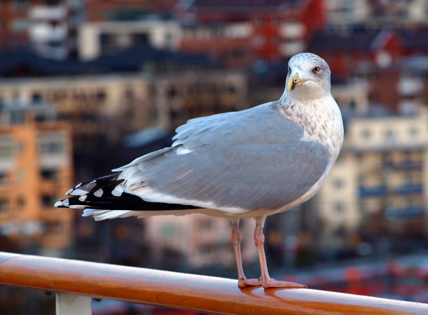 Möwe an Bord