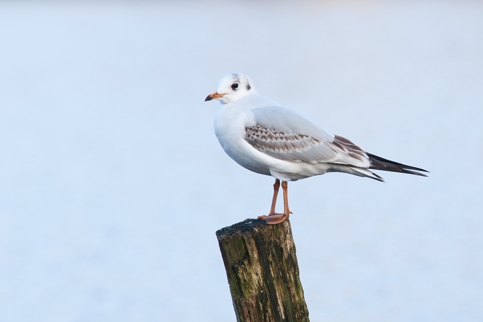 Möwe an den Nette Seen