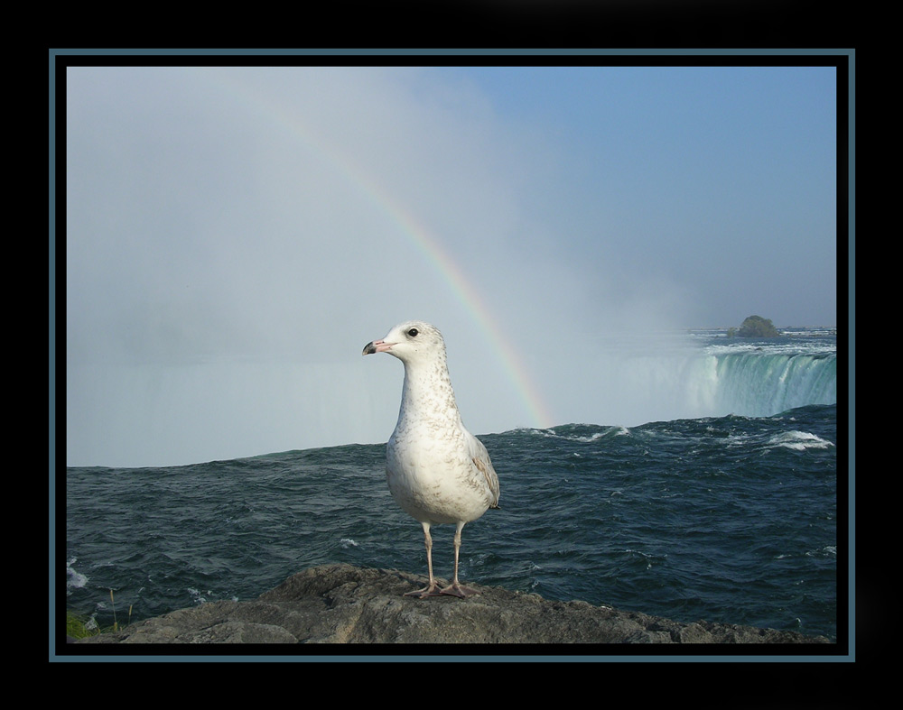 Möwe an den Niagara Fällen