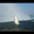 Möwe an den Niagara Fällen