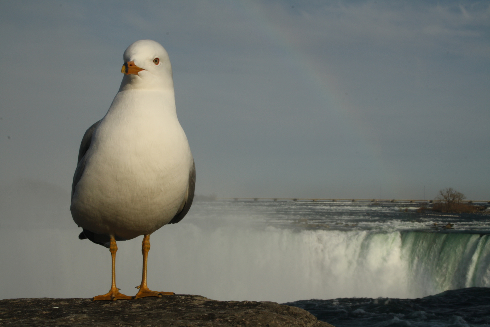 Möwe an den Niagara Falls