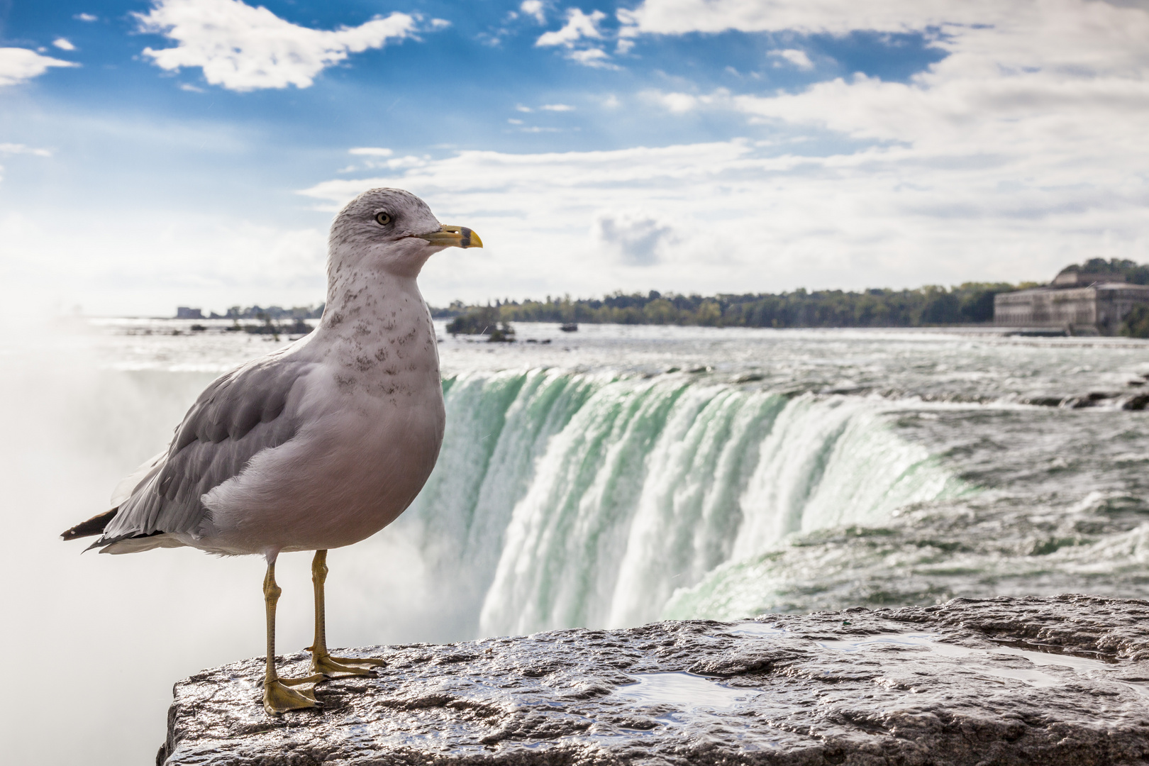 Möwe an den Niagarafällen