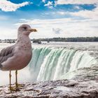 Möwe an den Niagarafällen