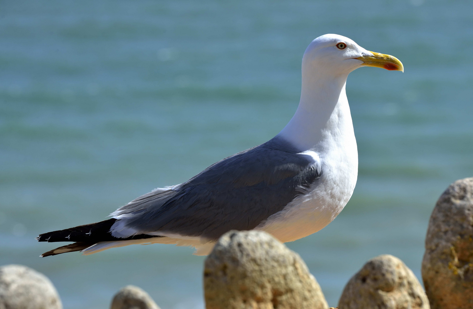 Möwe an der Algarve