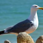 Möwe an der Algarve