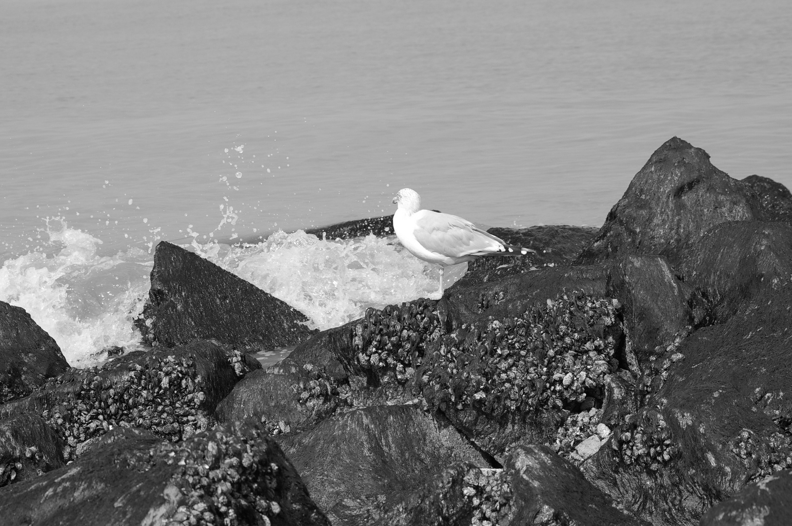 Möwe an der Belgischen Nordsee