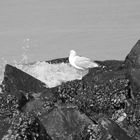 Möwe an der Belgischen Nordsee