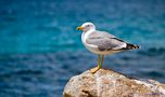 Möwe an der Costa Smeralda (Sardinien) von Frank911 