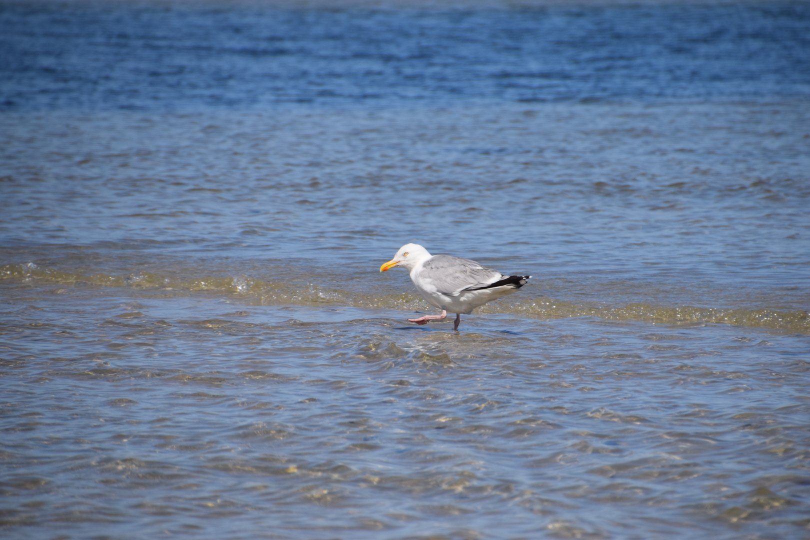 Möwe an der Einfahrt zum Nothafen Darßer Ort