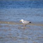 Möwe an der Einfahrt zum Nothafen Darßer Ort