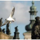 Möwe an der Karlsbrücke