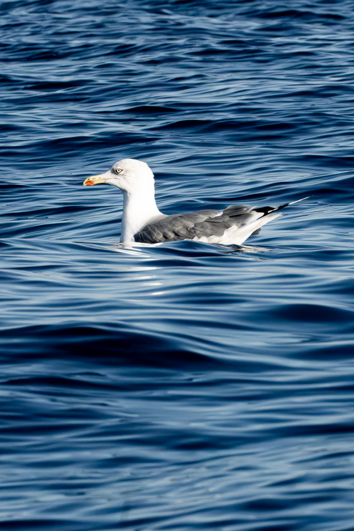 Möwe an der ligurischen Küste