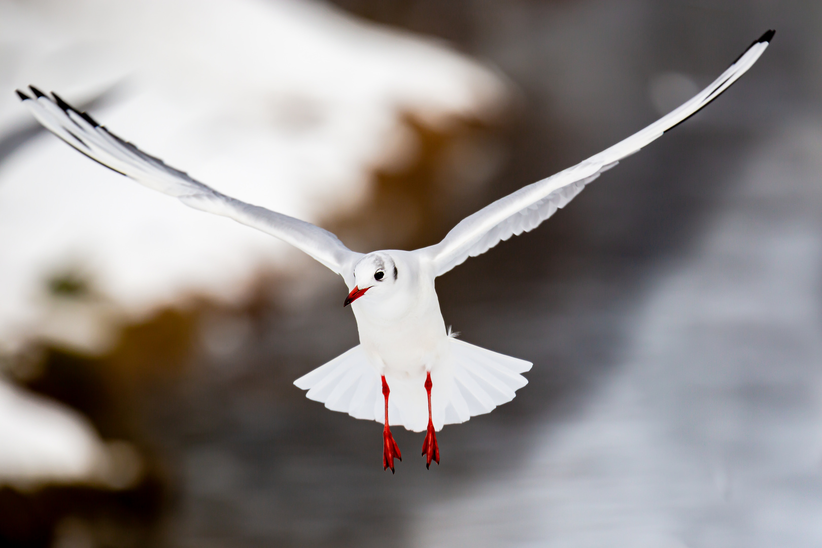 Möwe an der Limmat