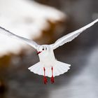 Möwe an der Limmat