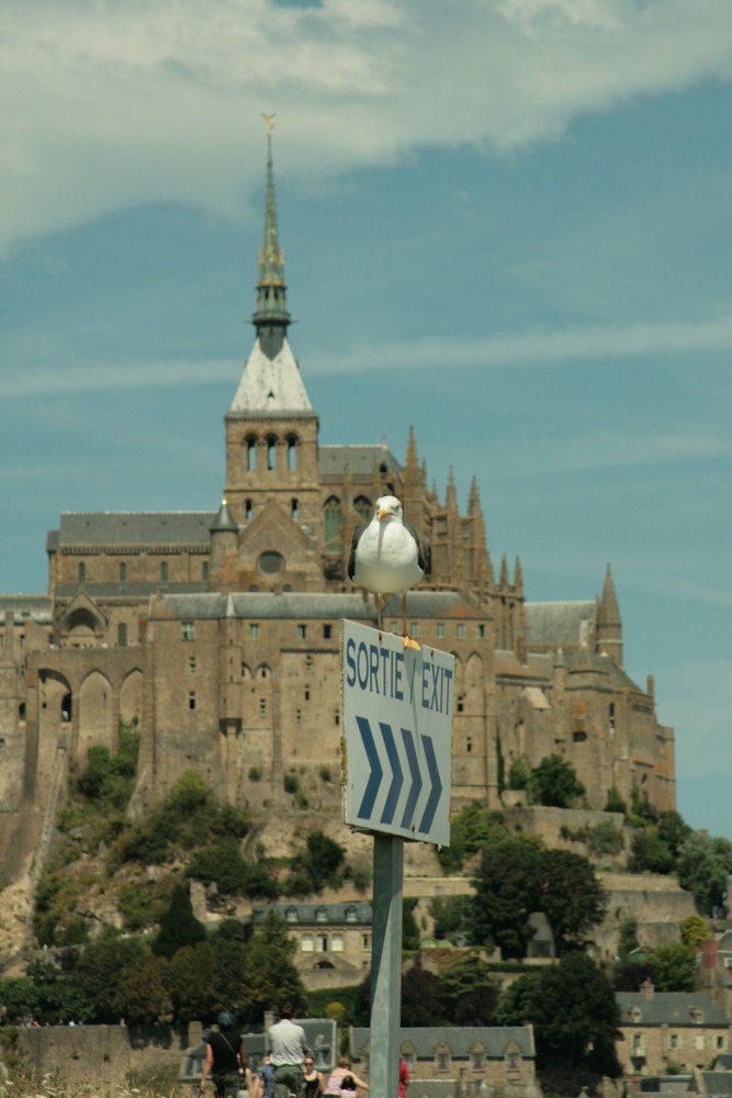 Möwe an der Mont Saint Michel