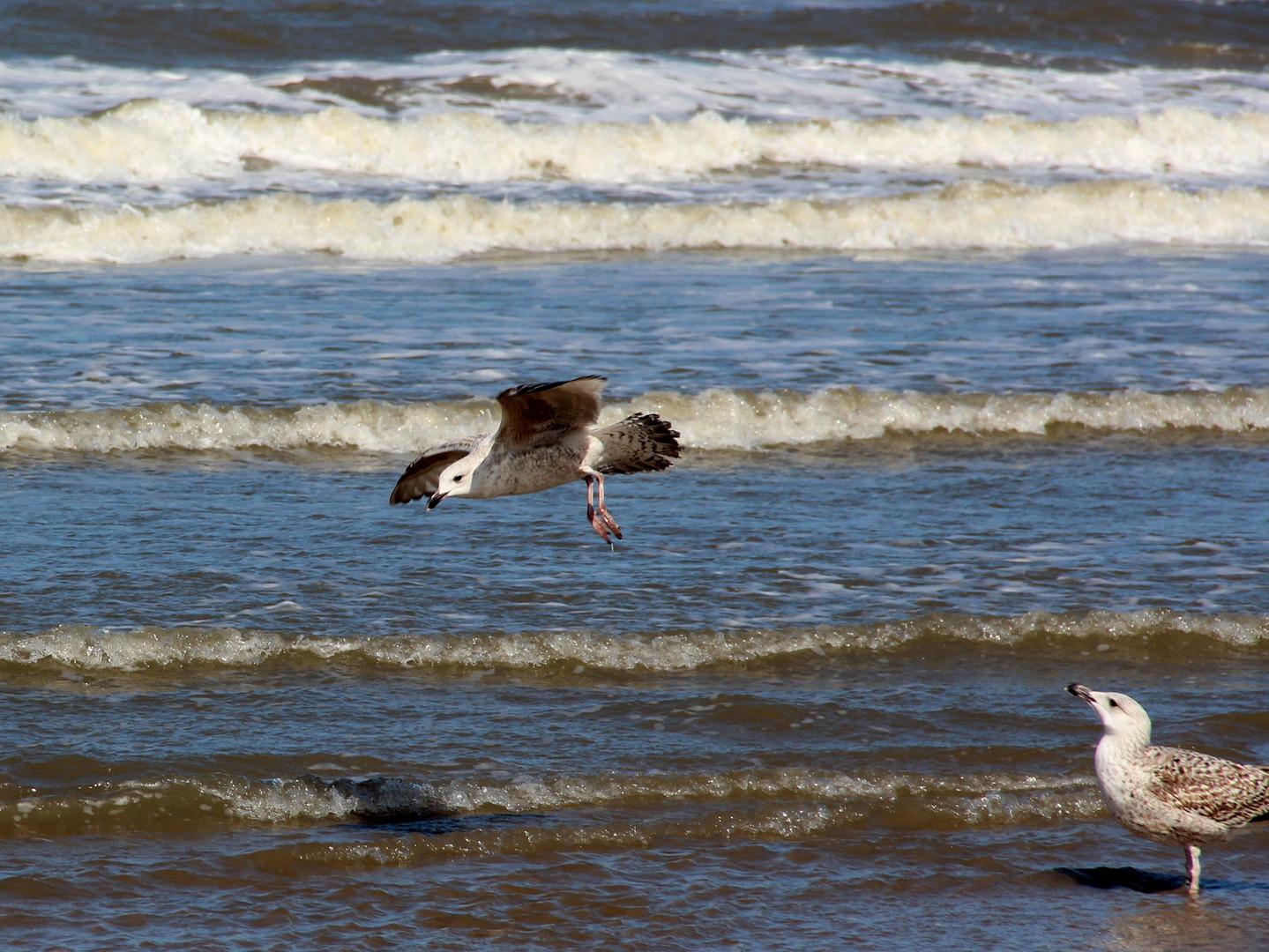 Möwe an der Nordsee 2