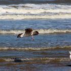 Möwe an der Nordsee 2