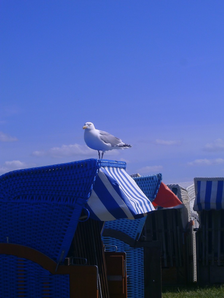 Möwe an der Nordsee