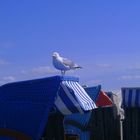 Möwe an der Nordsee