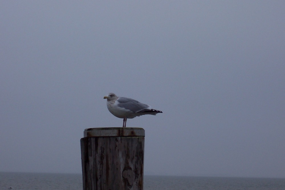 Möwe an der Nordsee