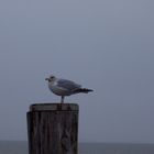 Möwe an der Nordsee