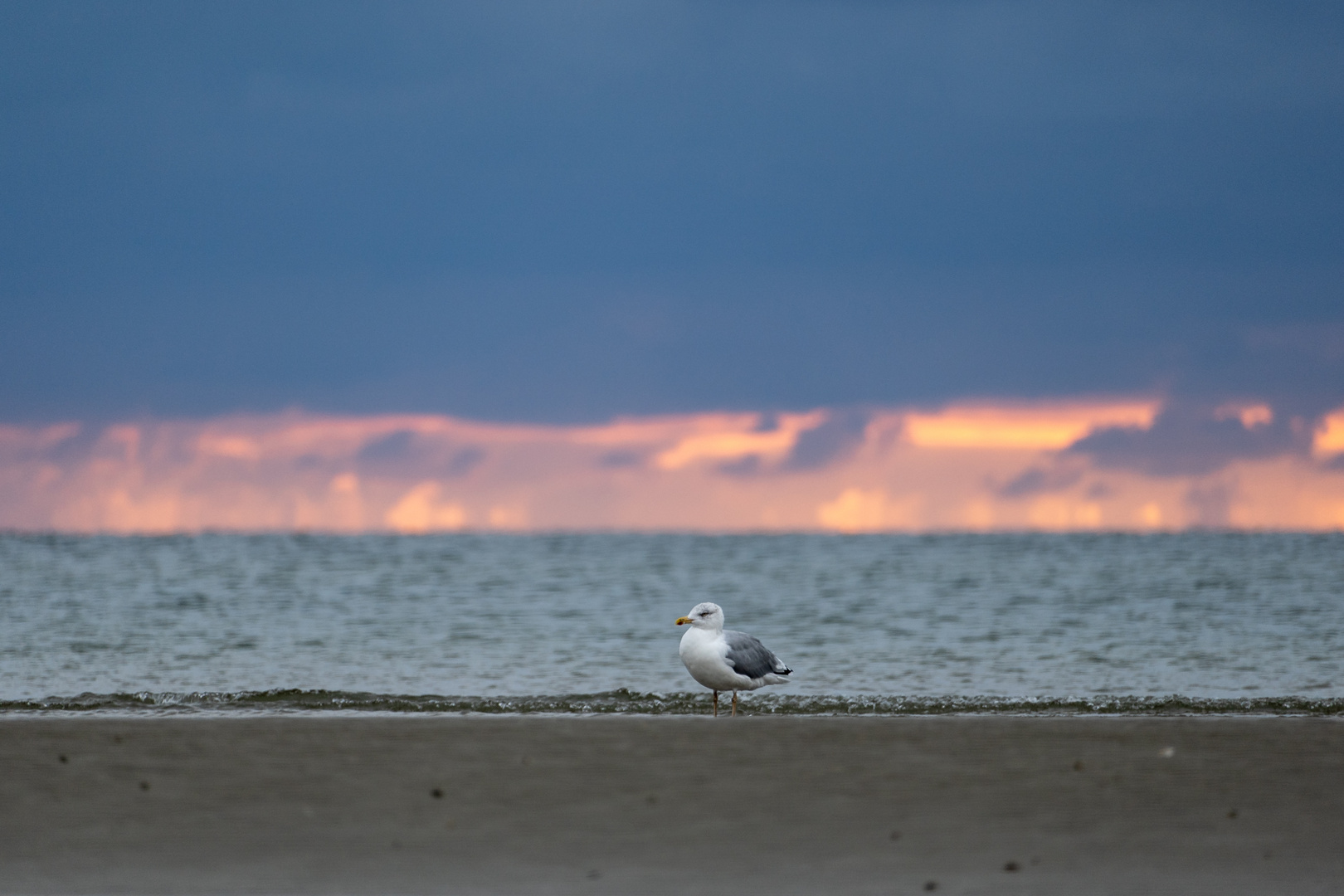 Möwe an der Nordsee