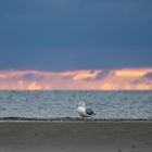 Möwe an der Nordsee