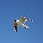 Möwe an der Nordsee bei St. Peter-Ording