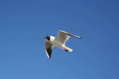 Möwe an der Nordsee bei St. Peter-Ording