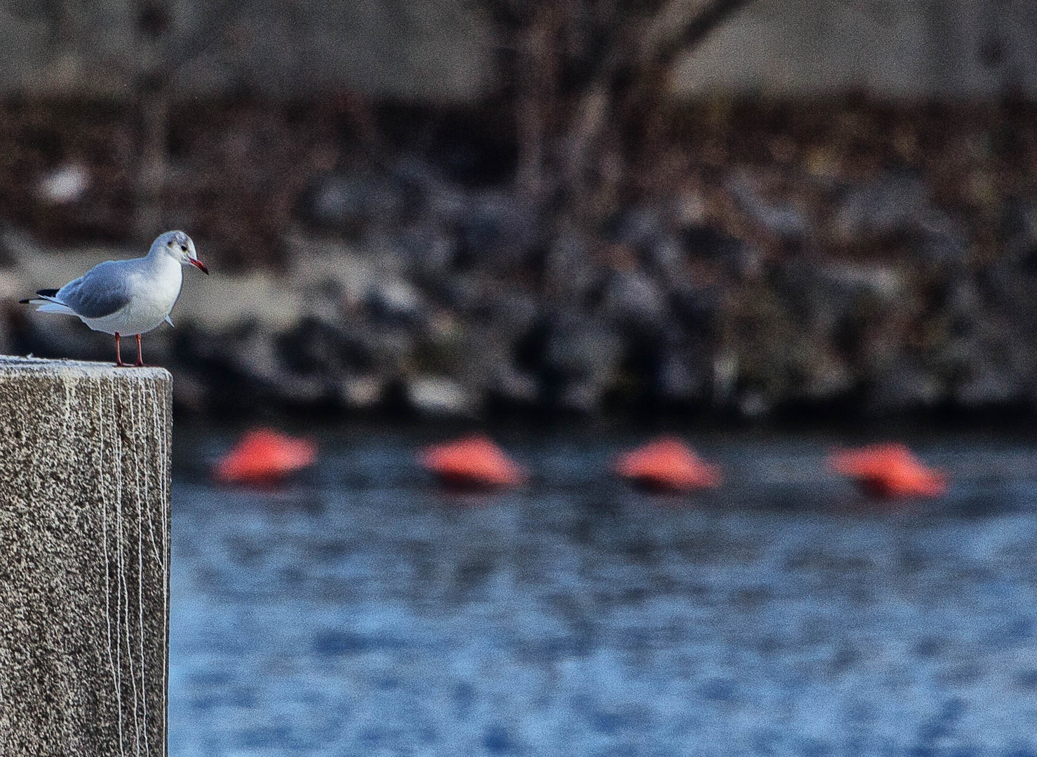 Möwe an der Oberen Alten Donau (2013)