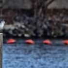 Möwe an der Oberen Alten Donau (2013)