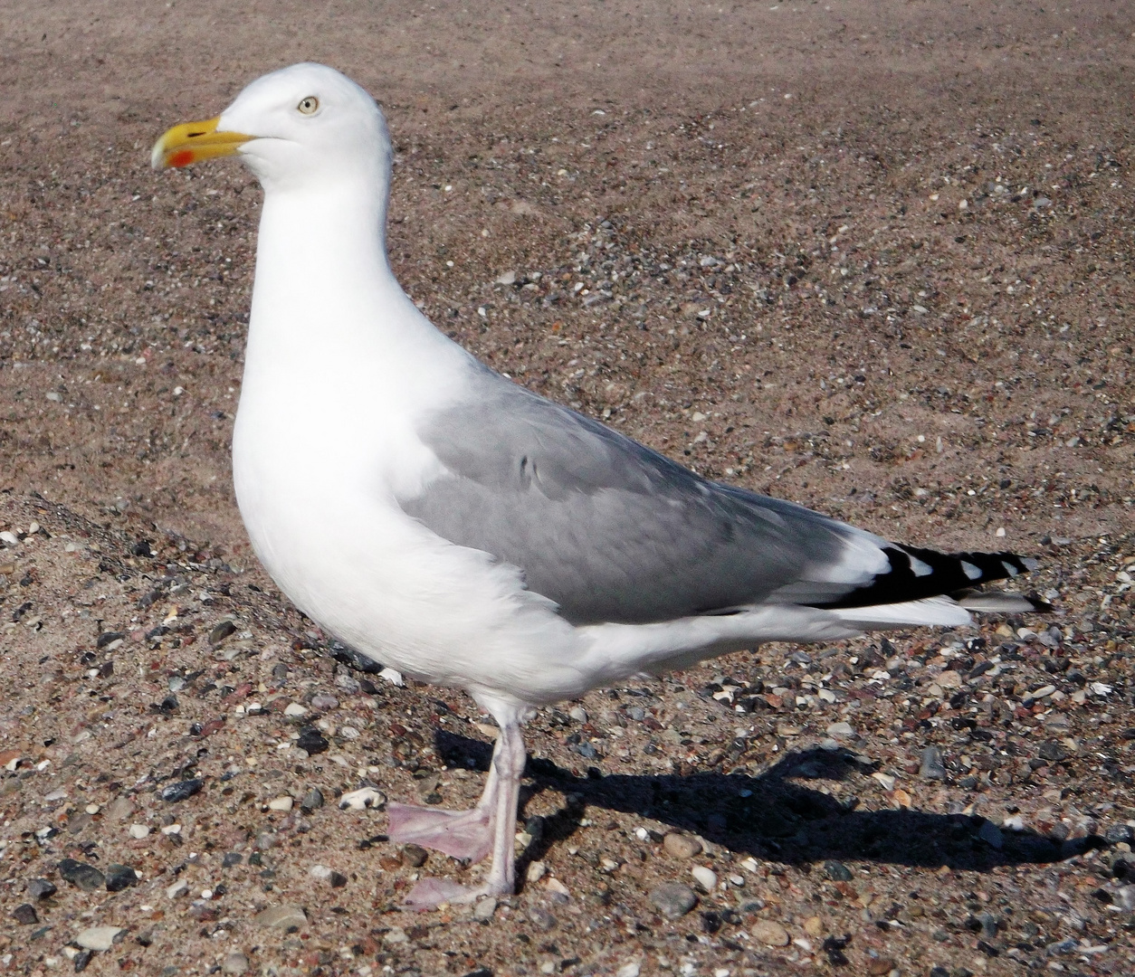 Möwe an der Ostsee